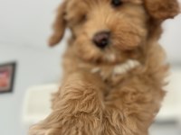 Maltipoo detaylar için telefonla görüşüm sağlayacağım