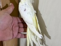 56 GÜNLÜK KUSURSUZ LUTİNO SULTAN BEBEK