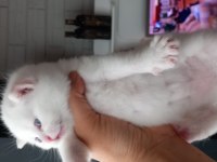 Kaliteli british shorthair yavrular