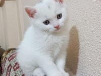 55 günlük beyaz british shorthair