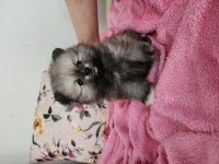 Pomeranian Boo