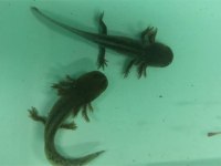 Axolotl semenderi çok tatlı Adana
