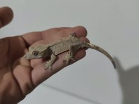 Evil Crested Geckolar