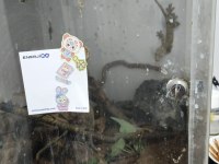 Yetişkin Erkek Crested Gecko ve 40x40x60 Teraryum