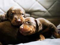 KİNG DOBERMAN YAVRULARI