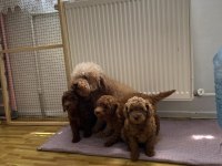 WC EĞİTİMLİ TOY POODLE YAVRULARIMIZ TESLİME HAZIR ANK