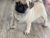 Üst segment gül kuyruk pug mops
