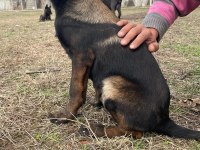 Malinois koyu renk sevenlere