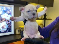 EGZOTİK FRENCH BULLDOG YAVRULARIM HARİKA RENKLER VE ANATOM