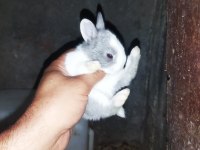 Cüce tavşan yavrularımız