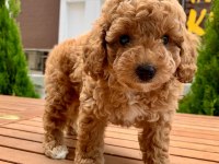 Toy Poodle Yavrular