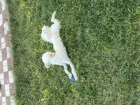 9 Aylık Toy Poodle Sahiplendirme