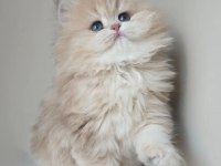Dünya Güzeli Kusursuz Bebek AY Golden British Longhair 