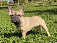 AŞILI ISABELLA VE FLUFFY TAŞIYICI ERKEK FRENCH BULLDOG
