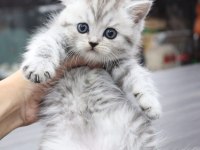 British shorthair 55 günlük
