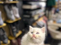 british shorthair ve scottish fold yavrularımız
