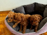 Poodle kızlarıma yuva