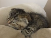 Bal suratlı scottish fold yavrumuza yeni yuva arıyoruz