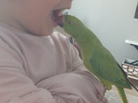 Pakistan papağanımız 1 yaşında