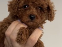 Bebekler gitmeye hazır poodle