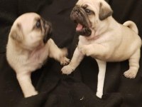 Safkan orjinal pug yavruları