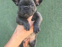 A+ KALİTE BLUE FRENCH BULLDOG YAVRULAR