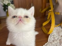 EXOTIC SHORTHAIR ERKEK 