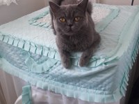 Sahiplendirme mama ile british shorthair
