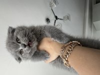 British shorthair 23 aralık doğumlu