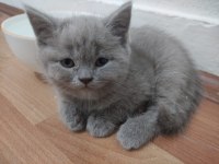 British shorthair 1 şubat doğumlu