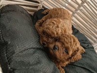 Son iki adet kaldı toy poodle teacap