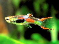 ENDLER LEPİSTES