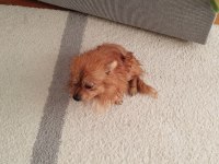 Shiba inu mix breeds köpeğimiz