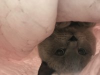 British Shorthair blue point oğlumuza eş arıyoruz
