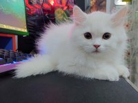 British Longhair