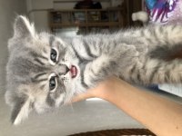 Gri british shorthair yavru kedim