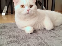 Sağlık sorunlarımdan dolayı kedime yeni yuva arıyorum