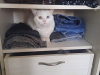 MAVİ YEŞIL GÖZLÜ ODD EYES SCOTTISH STRAIGHT