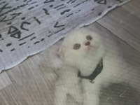 Sevimli scottish fold kedicikler