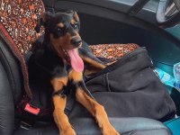 aşıları yapılmış doberman