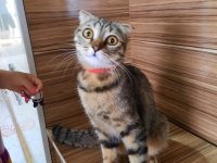 Kıvrık kulak yeni yuva arıyor