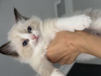 Ragdoll Yavru Kediler