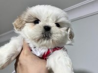 Safkan Shih-tzu Yavruları