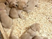 Burkemden a kan Labrador yavruları