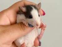 Bebek Ratlar 1.5K
