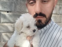 Maltipoo Bebeklerimiz Teslime Hazır