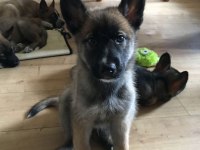 Belçika Malinois Yavrum