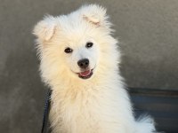 Babyface Samoyed Yavrumuz