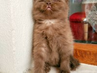 Safkan ayı surat CİNNEMON british shorthair disi