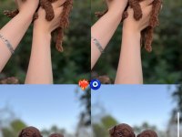Toy poodle bebekler